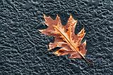 Leaf On Ice_31822-3